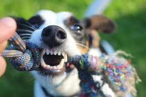 Dog biting a toy